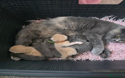 British Shorthair cats for sale: Beautiful Kittens looking forever home 😍😸 - Image 16