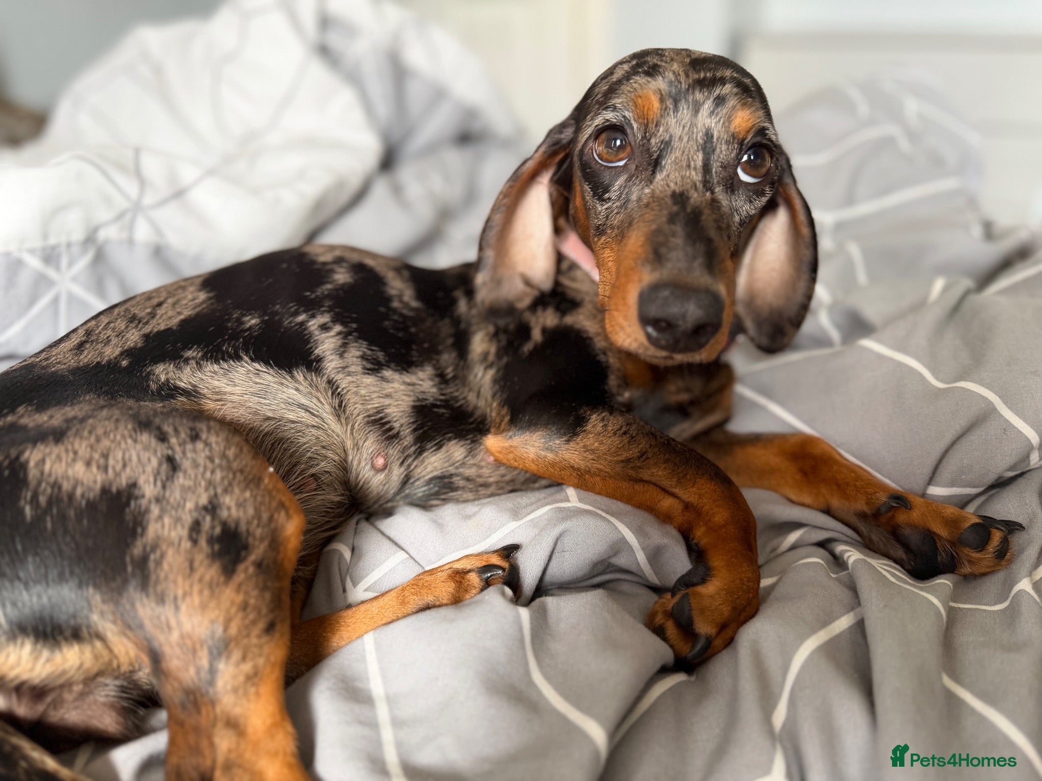 Dachshund dogs Dachshund for sale  - Advert 1