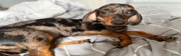 Dachshund dogs for sale: Dachshund for sale  - Advert 1