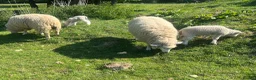 Sheep livestock for sale: Friendly Sheep for sale - Advert 3
