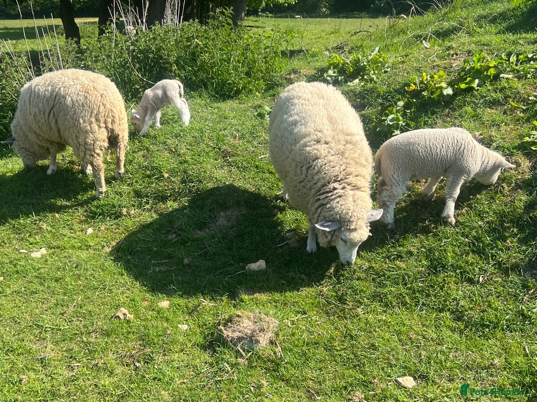 Sheep livestock for sale: Friendly Sheep for sale - Advert 3