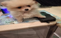 Pomeranian dogs for sale:  WELL BRED ** POMERANIAN - Image 7