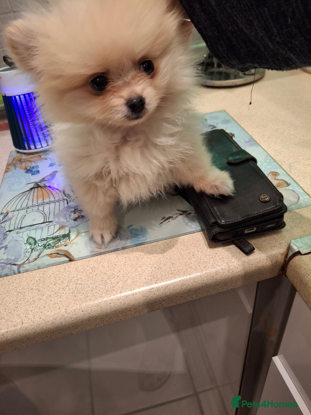 Pomeranian dogs for sale:  WELL BRED ** POMERANIAN - Image 7