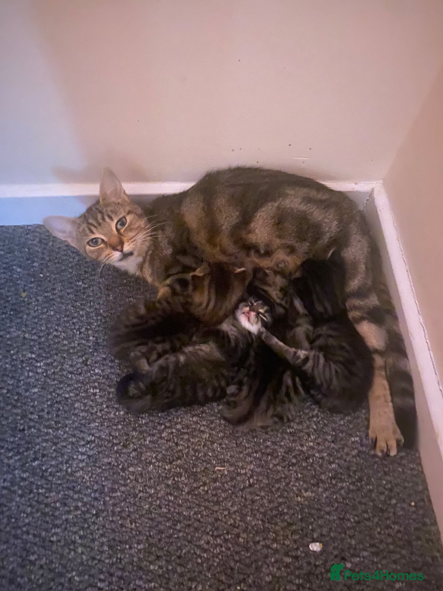 Mixed Breed cats 1 tabby boy kitten - Advert 1