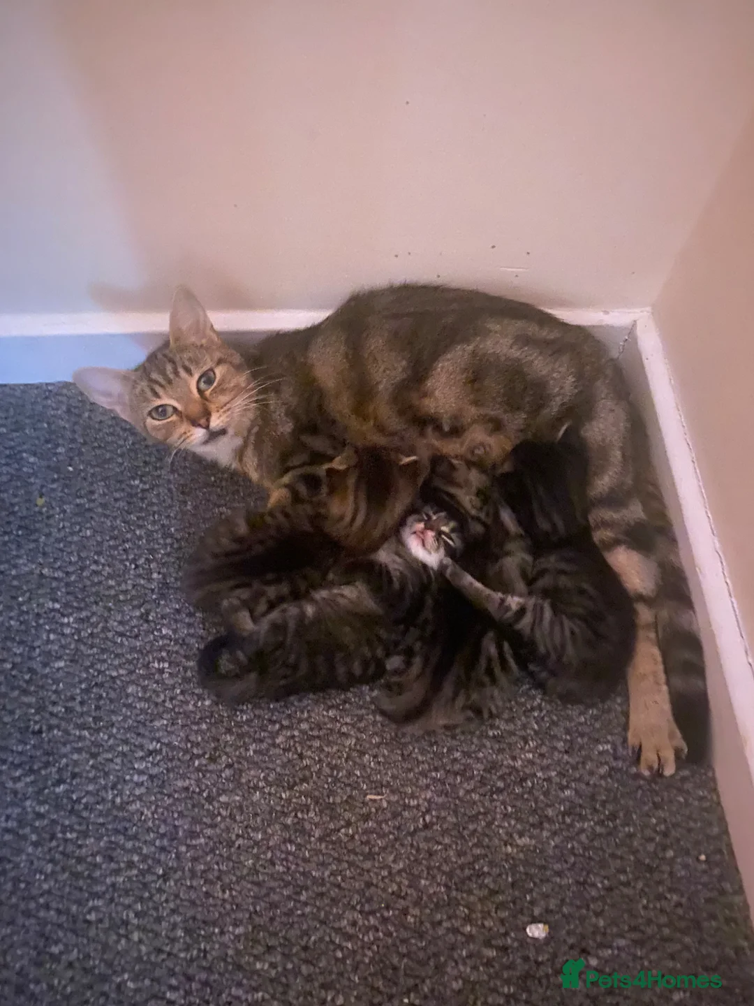 Mixed Breed cats for sale: 1 tabby boy kitten - Advert 1