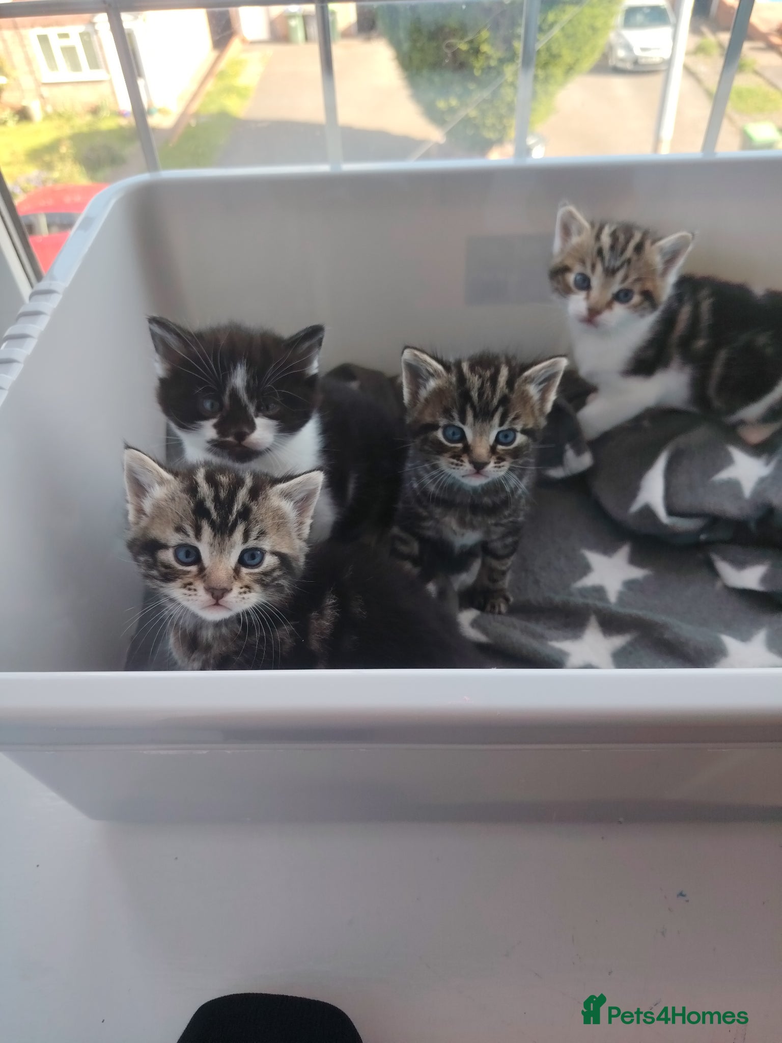 Mixed Breed cats 4 beautiful kittens ready to leave in a week  - Advert 1