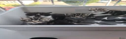 Mixed Breed cats for sale: 4 beautiful kittens ready to leave in a week  in Oldbury - Advert 1