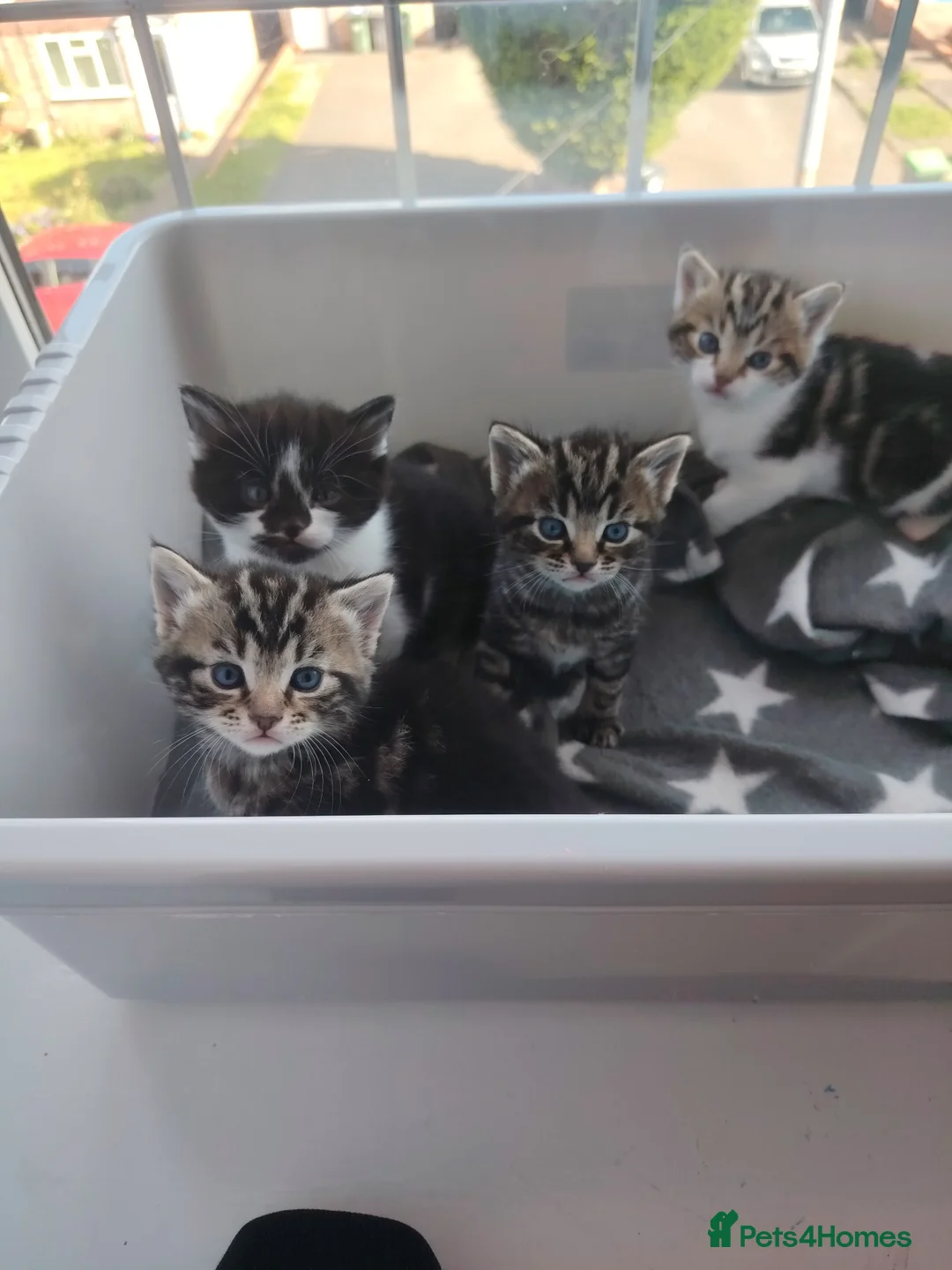 Mixed Breed cats for sale: 4 beautiful kittens ready to leave in a week  in Oldbury - Advert 1