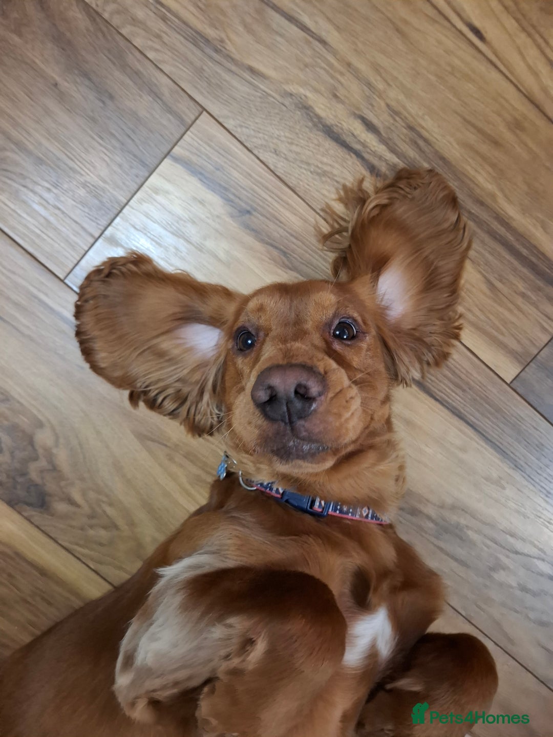 Cocker Spaniel dogs for stud: Handsome working Cocker Spaniel for stud - Advert 2