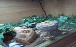 Bearded Dragon reptiles for sale: Bearded Dragon with 4ft vivarium - Image 3