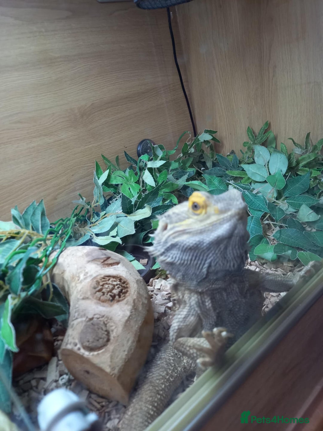 Bearded Dragon reptiles for sale: Bearded Dragon with 4ft vivarium - Image 3