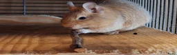 Degus rodents for sale: Trio of Sandy Female Degus - Advert 5