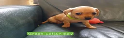 Chiweenie dogs for sale: Minature Daschund and Chihuahua Mix - Advert 10