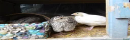 Quail poultry for sale: Quail all ages breeds from £5 - Advert 5