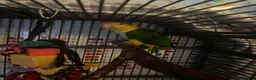 Parrots birds for sale: Yellow caique parrot in Telford - Advert 2