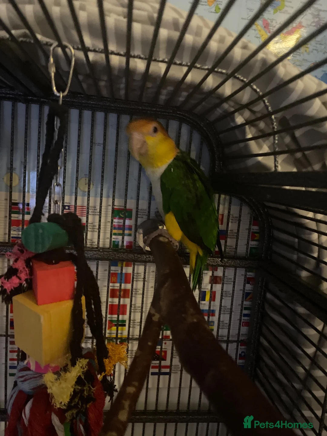 Parrots birds for sale: Yellow caique parrot in Telford - Advert 2
