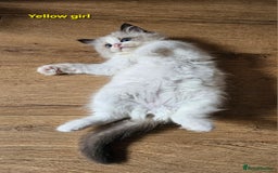 Ragdoll cats for sale: 2 Boys left Gccf £950 Ragdolls  - Image 10