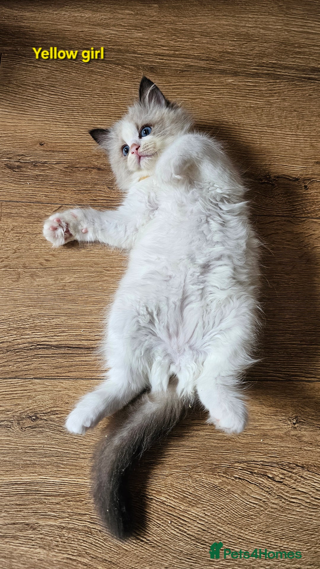 Ragdoll cats for sale: 2 Boys left Gccf £950 Ragdolls  - Image 10