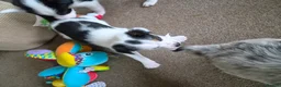 Mixed Breed dogs for sale: Beardie border x blue merle and tri coloured - Advert 7