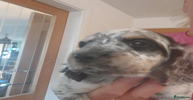 Cocker Spaniel dogs - Advert 1