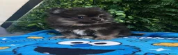 Pomeranian dogs for sale: 👀2 🐶 Left  ✨Four Mini Little Gems💎🐾🐶✨💜🧡🩶🤎 - Advert 5
