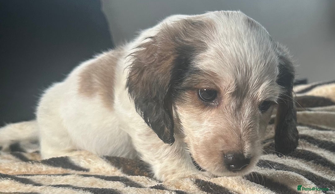 Mixed Breed dogs for sale: Patterdale X cocker spaniel  - Image 3