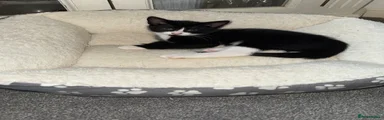 Turkish Van 4