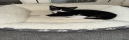 Turkish Van cats for sale: Beautiful Turkish van kittens - Advert 7
