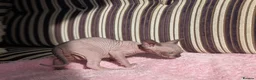 Sphynx cats for sale: Ready for reservation  - Advert 6