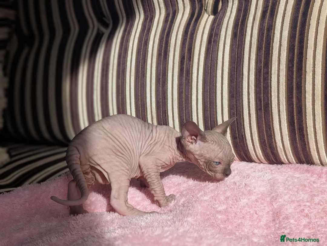 Sphynx cats for sale: Ready for reservation  - Advert 6
