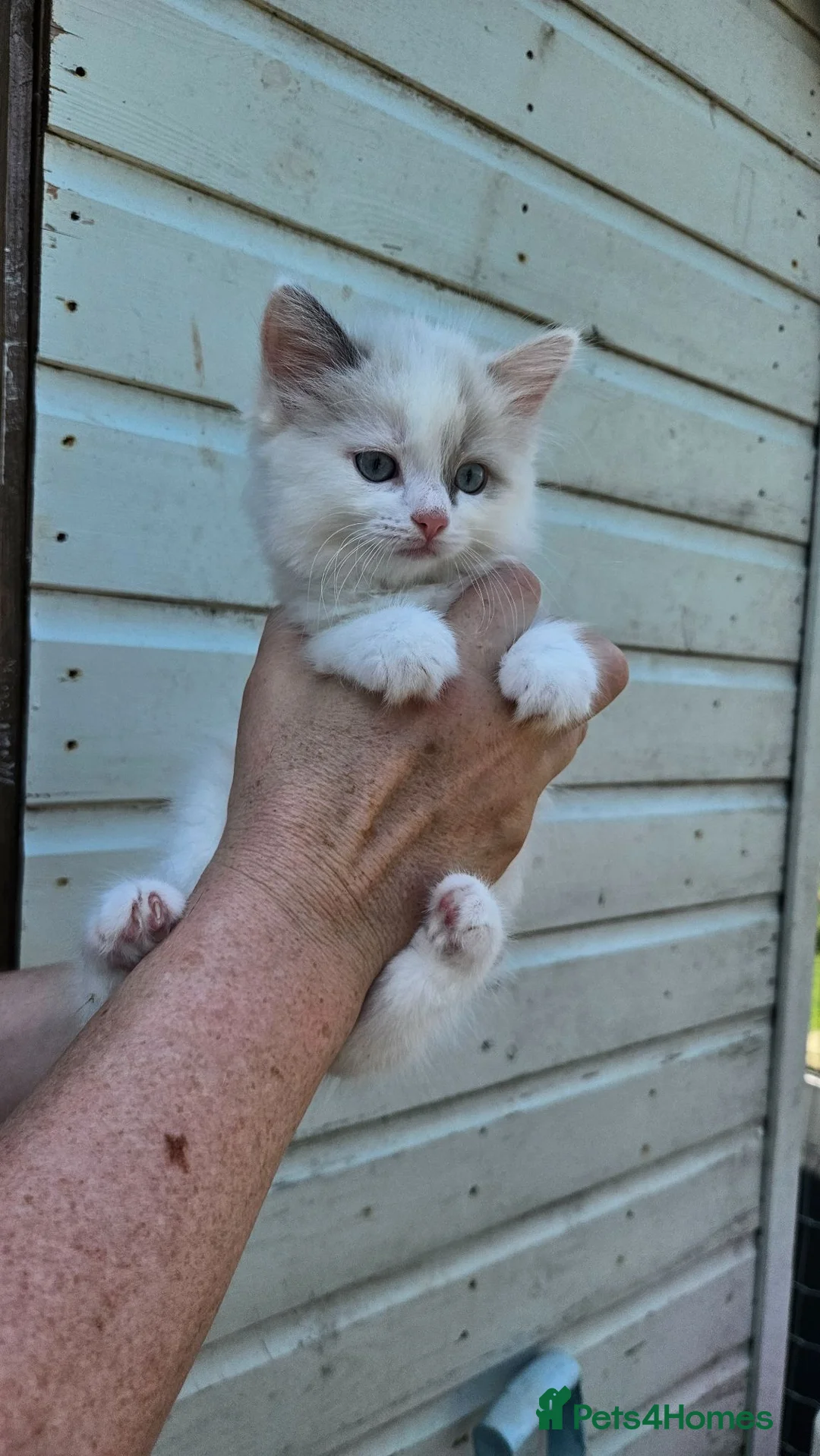 Mixed Breed cats for sale: Half ragdoll kittens  - Advert 10