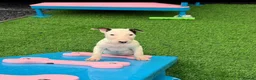 English Bull Terrier dogs for sale: Stunning English bull terrier puppies for sale  - Advert 18