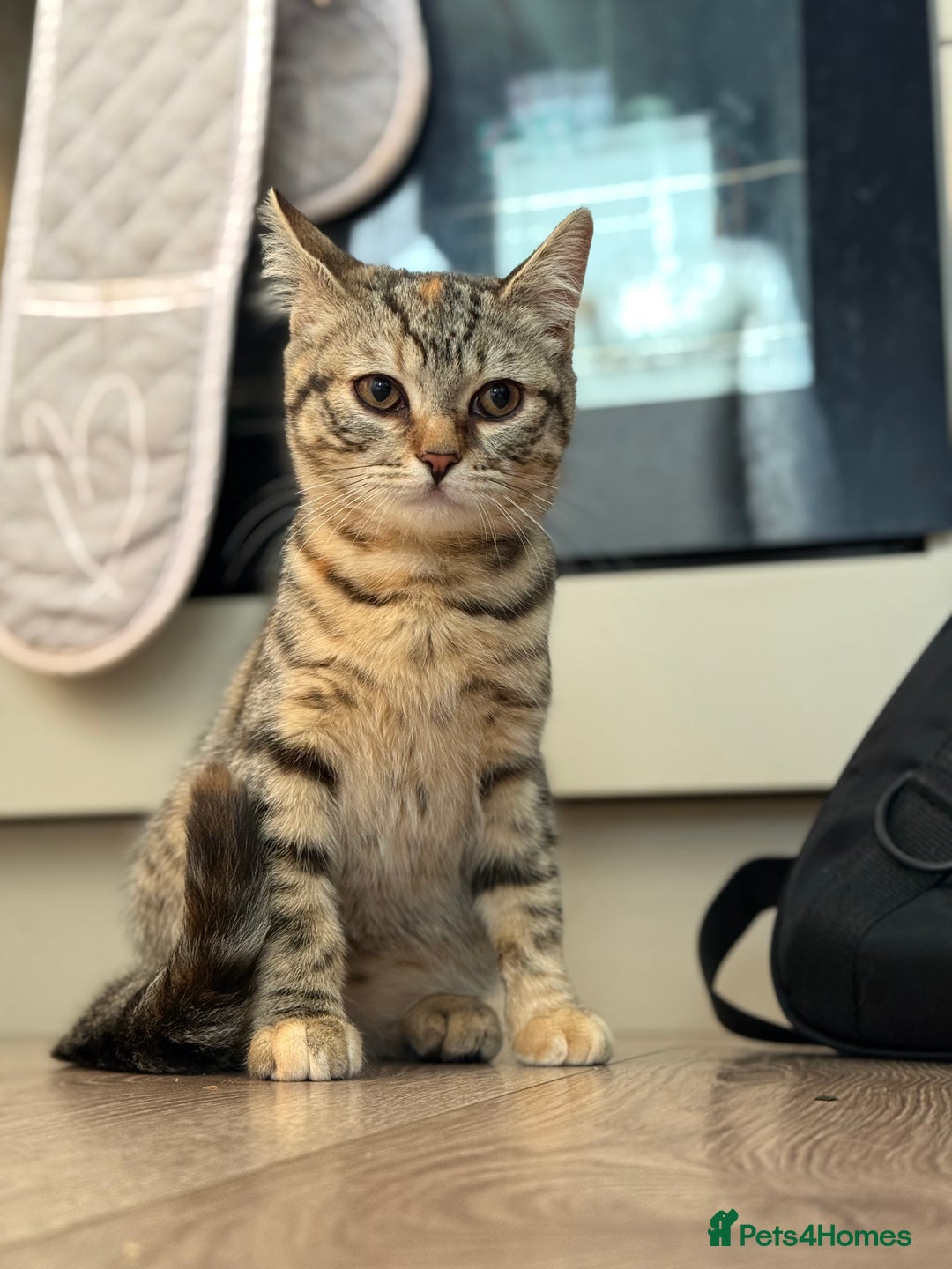 Bengal cats for sale: 3month Bengal x female  - Image 12