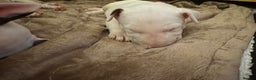 English Bull Terrier dogs for sale: Stunning Pedigree English Bull Terrier Puppies  - Advert 31
