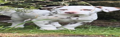 Dalmatian Puppy 2