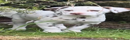 Dalmatian dogs for sale: Last girl Dalmatian Pupppy - Advert 4