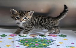 Bengal cats for sale: Kittens x bengal  - Advert 31