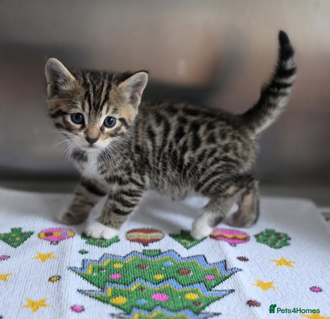 Bengal cats for sale: Kittens x bengal  - Advert 31