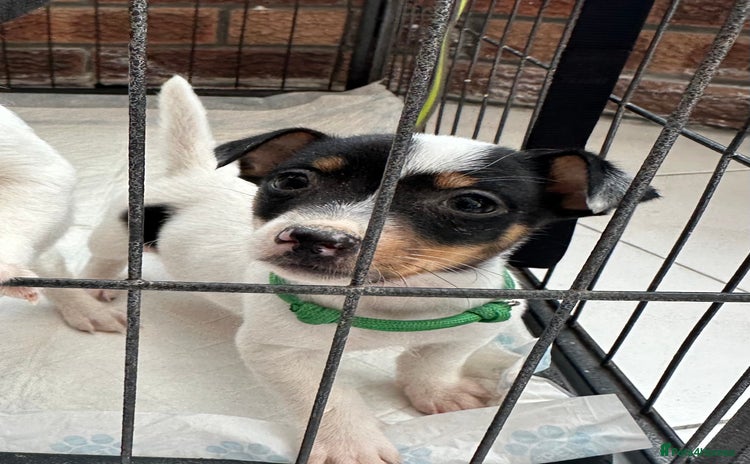 Jack Russell dogs - Advert 10
