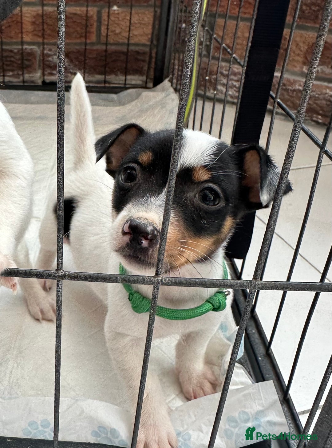 Jack Russell dogs for sale: Traditional mini Jack Russells - Image 1