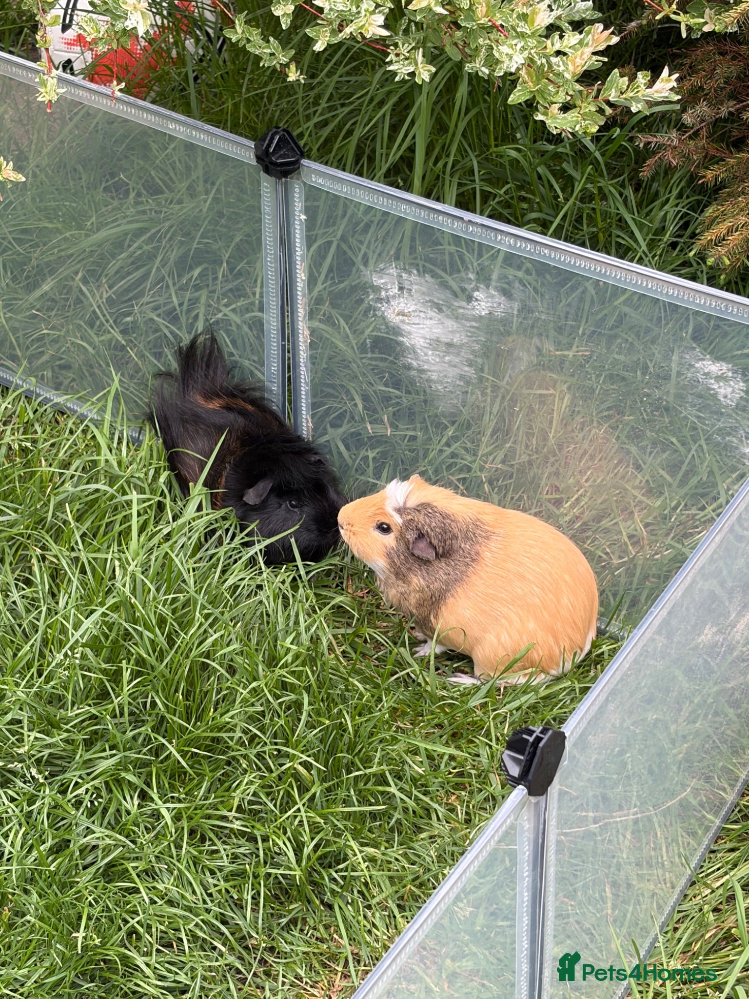 Guinea Pig rodents Bill and Ben  - Advert 2