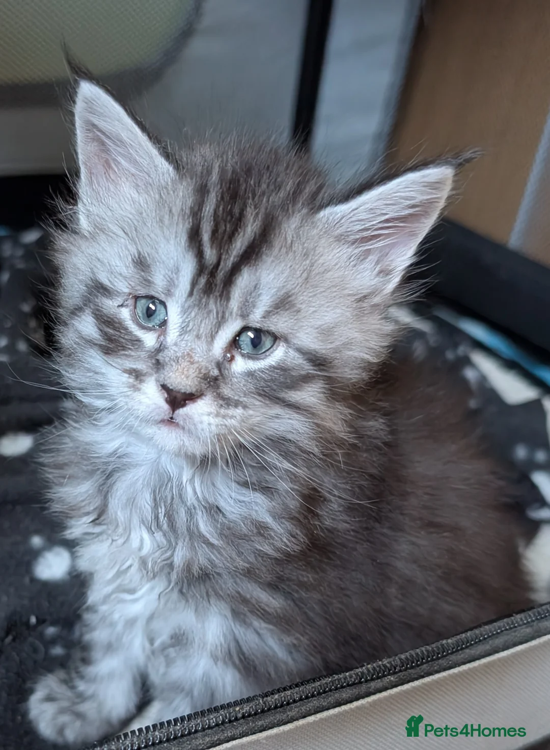 Maine Coon cats for sale: Stunning GCCF registered Maine Coon Kittens  - Advert 18