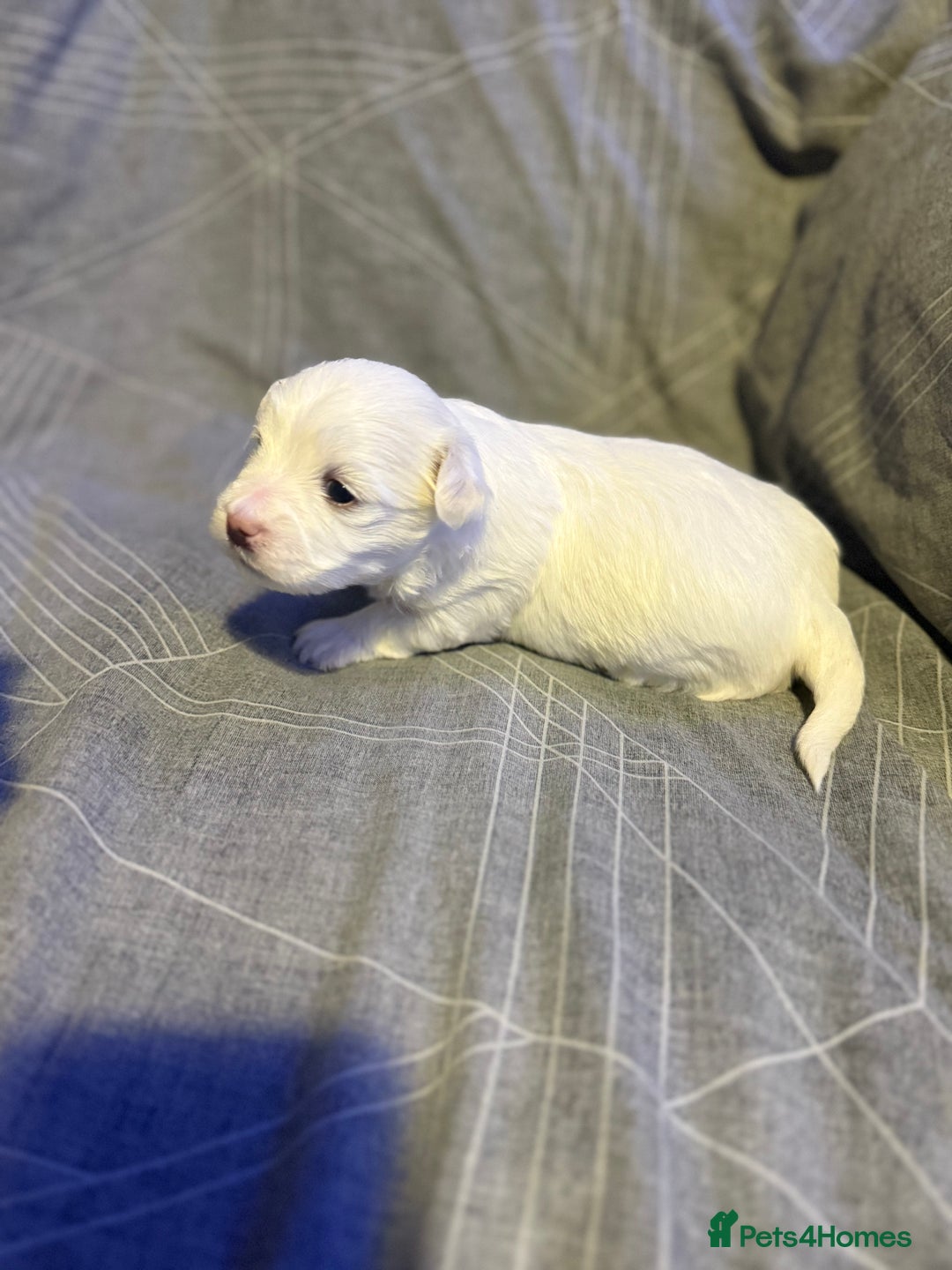Maltese dogs for sale: Maltese puppies for sale  - Advert 1