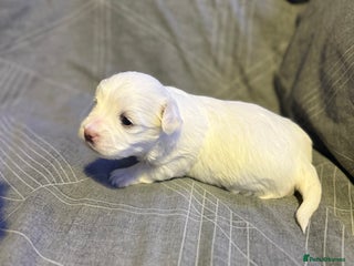 Maltese dogs Maltese puppies for sale - Advert 1