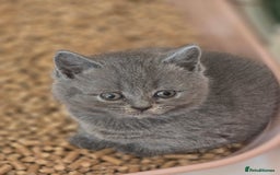 British Shorthair cats for sale: British shorthair  - Image 1