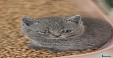 British Shorthair cats - Advert 11