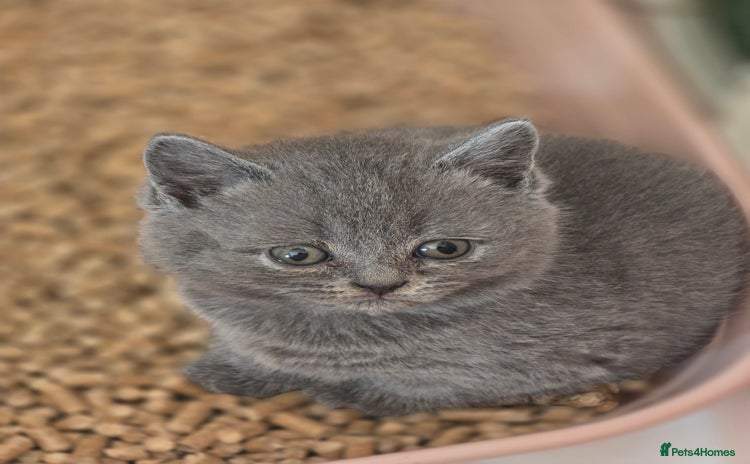 British Shorthair cats - Advert 14