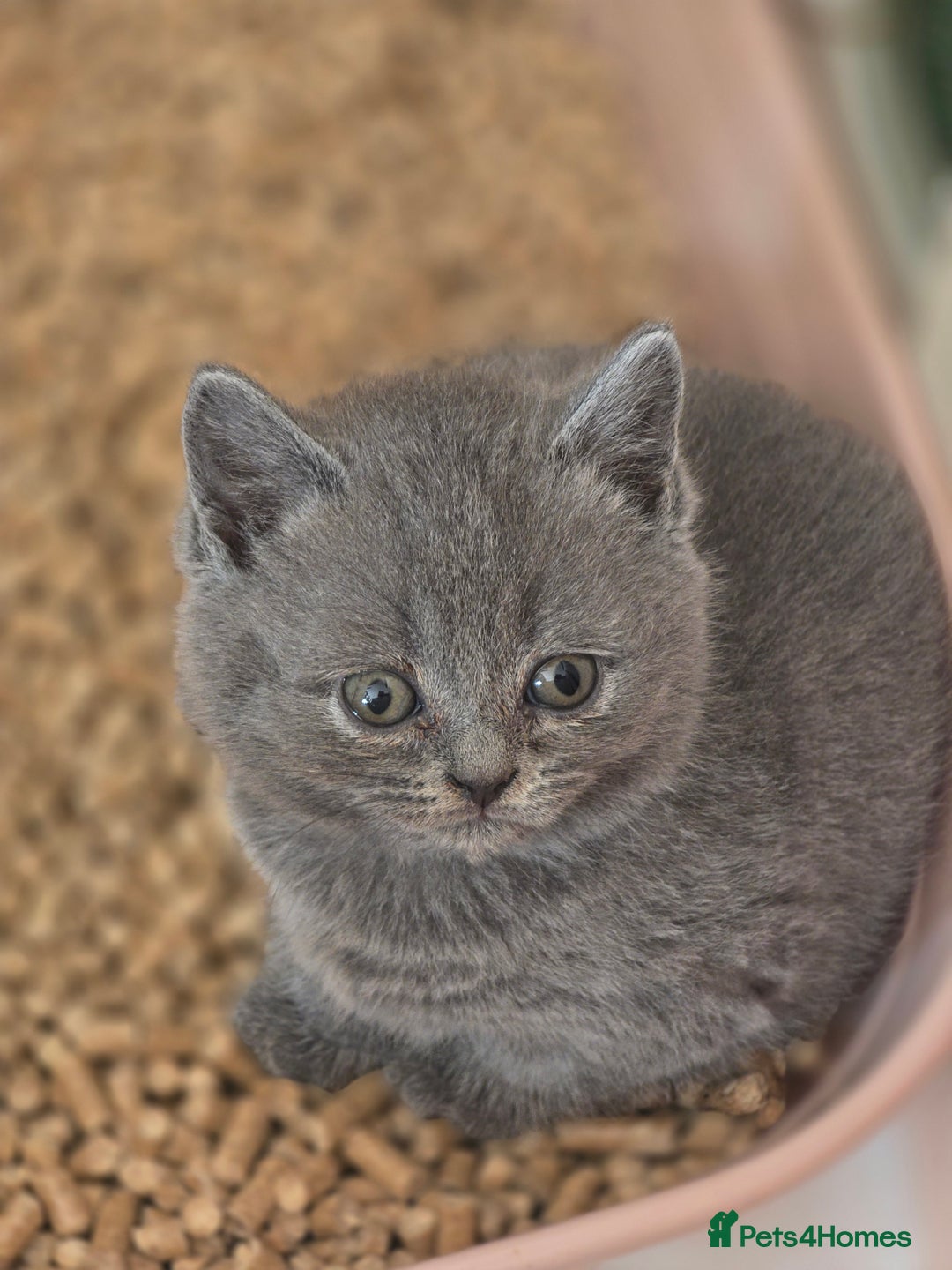 British Shorthair cats for sale: British shorthair  - Image 1