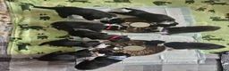 Border Collie dogs for sale: Border Collie Puppies – Looking for Forever Homes in Swindon - Advert 1