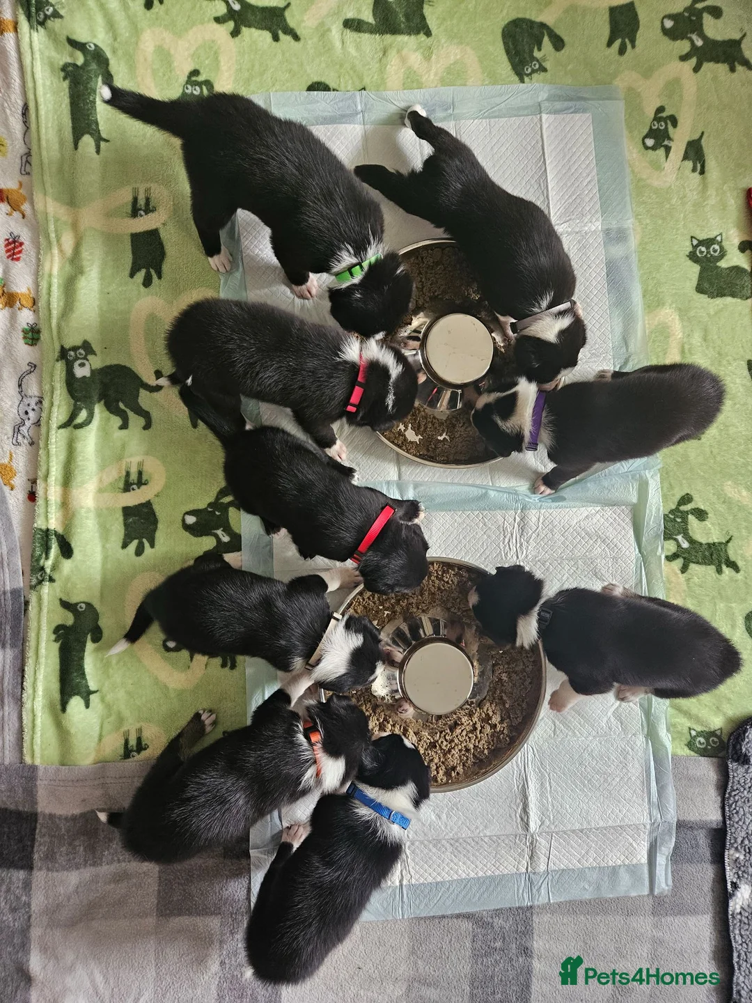 Border Collie dogs for sale: Border Collie Puppies – Looking for Forever Homes in Swindon - Advert 1